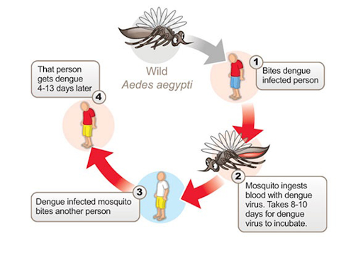 Cycle of Dengue fever